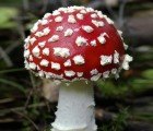 Fungi Could Break Down Toxic BPA