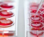 “Pixie Dust” Used to Regrow Limbs of Wounded Soldiers
