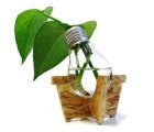 Potus Pots Turn Old Incandescent Light Bulbs into Lovely Planters