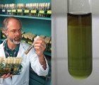 US Government Makes $24 Million Investment in Algae Biofuel Research