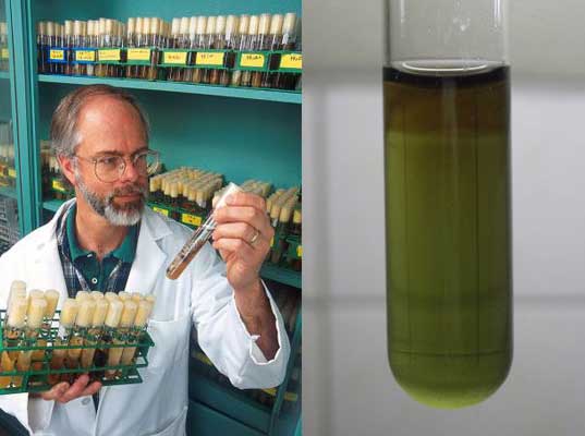 algae biofuels, algae as a fuel, fuel from algae, biofuel research, biofuel production, natural fuel production, petroleum alternatives