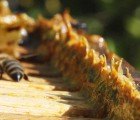 German Airports Use Bees to Monitor Air Quality
