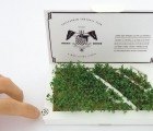 PostCarden Mini Greeting Card Soccer Field Debuts for the World Cup