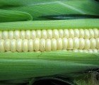 Psychedelic Corn Could be the Key to Better Biofuels