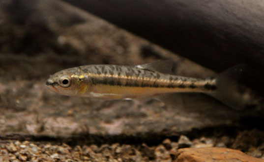 feminizing reptiles, colorado boulder creek, feminizing fish, aquatic life disruptor, wastewater treatment facility pollution, waterway pollution in colorado, wastewater pollution, chemicals in the water table