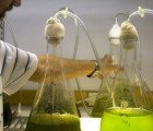 EADS Develops First Algae Fuel-Powered Aircraft