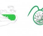 Algae-Powered Latro Lamp Transforms CO2 Into Light