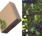 Life Box: Paul Stamets Unveils Brilliant Seed-Sprouting Cardboard Box