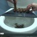super low flush toilet, epa toilet water standard, .08 gallon tiolet, water reducing toilet, lowest water usage tiolet