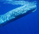 Scientists Discover Sperm Whale Poop Fights Global Warming