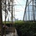 metropolitan museum of art, met, art installation, bamboo, starn brothers, bamboo scaffolding, bamboo installation, eco art, green design, sustainable building, renewable materials, art, nyc, new york city, green materials
