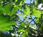 Artificial Photosynthesis Research Gets $122 Million DOE Funding