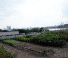 Rooftop Farming: A Visit to Brooklyn’s Eagle Street Rooftop Farm
