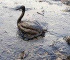 Oil Spill Continues to Devastate the Gulf With no End in Sight