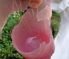 Wiggly Cups Made of Jello Are Biodegradable and Edible!