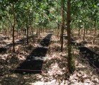 Biochar Could Offset Up to 12% of Greenhouse Gases, Says Study
