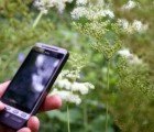 Mobile Phone App Enables Wild Food Foragers