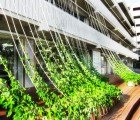 Living Green Curtain Made of Morning Glories