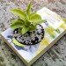 Book planter, hardcover book planter, planter book, DIY book garden planter