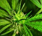 Dude! Canada to Build a Cannabis Car