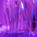 sustainable design, green design, green gardening, hydroponic gardening, micro grow, pocket grow, led