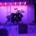 sustainable design, green design, green gardening, hydroponic gardening, micro grow, pocket grow, led