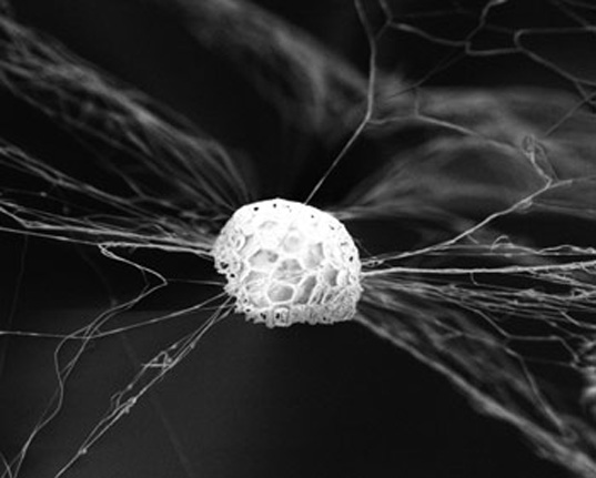 nanotechnology, textiles, eco textiles, revolution fibres, sustainable design, new zealand