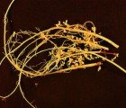 Scientists Discover Plant Enzyme That Turns Car Exhaust to Fuel
