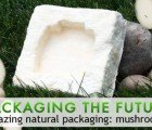 Packaging the Future: Amazing Mushroom Packaging!