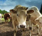 Cow Tummies May Hold Key to Unlocking Biofuels