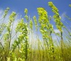 Spain Announces Plans for Country’s Largest Biomass Plant