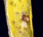 Pickle-Spoiling Bacteria Could Clean Up Dyes in Textile Wastewater