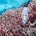 Vac from the Sea - Indian Ocean Pickup
