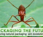 PACKAGING THE FUTURE: Inspiration from Ants!