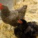 Home farming, chicken coops, humane chicken coops, green chicken coops, diy chicken coops, raising chickens, backyard chickens, hens, hen coops, Mitchell Snyder, Shelley Martin, Portland, yard chickens, rooftop gardens, living roof, organic farmic, organic eggs