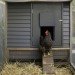 Home farming, chicken coops, humane chicken coops, green chicken coops, diy chicken coops, raising chickens, backyard chickens, hens, hen coops, Mitchell Snyder, Shelley Martin, Portland, yard chickens, rooftop gardens, living roof, organic farmic, organic eggs