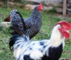 POO POWER: Chicken Manure to Power UK Homes