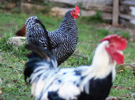 Chicken the Cotswolds, Alfagy, agricultural recycling, biogas, sustainable design, green design, renewable energy