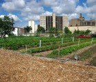 Turning Downtrodden Detroit Into a Farm Town Could Revitalize It
