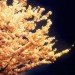 bio-luminescence, chlorophyll, gold nanoparticles, LEDs, street lights, trees, nanoscale, chemistry world, taiwan glowing trees, glowing trees, gold nanoparticles trees, nanoparticles glowing trees