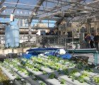 The Greenhouse Project is a Roof Garden Atop a NYC School