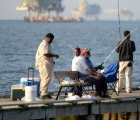 Deepwater Horizon Oil in Gulf Traveling Up the Food Chain