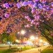 bio-luminescence, chlorophyll, gold nanoparticles, LEDs, street lights, trees, nanoscale, chemistry world, taiwan glowing trees, glowing trees, gold nanoparticles trees, nanoparticles glowing trees