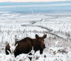 BP’s Alaska Pipeline Gets an “F” Grade for Maintenance