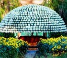 Team Grows Incredible 11 Foot Diameter Chrysanthemum