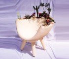 Desert Chair Planted with Living, Growing Cacti