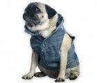 Adorable Doggie Vest Made From Recycled Denim