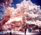 Gold Nanoparticles Could Transform Trees Into Street Lights