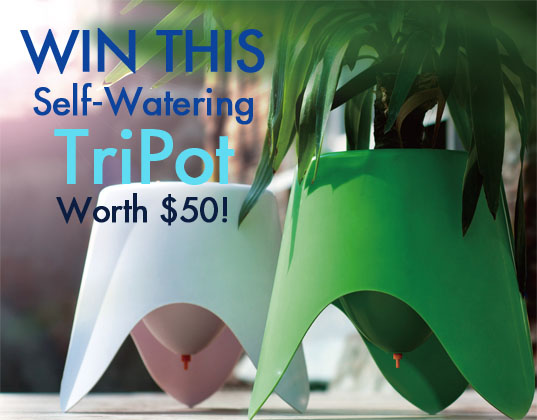 giveaways, free stuff, win it, win this, green giveaways, eco friendly planters, green planters, recyclable planters, recyclable plastic, self watering planters, self watering pot, self watering pots, Tripot