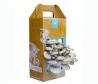 ‘Shroom’ at Home With the Easy-to-Grow Mushroom Garden